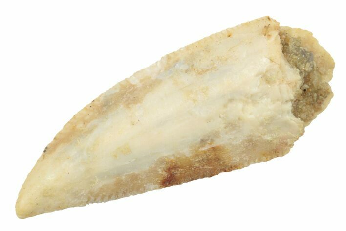 Serrated, Raptor Tooth - Real Dinosaur Tooth #238542